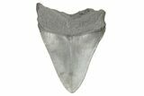 Fossil Megalodon Tooth - South Carolina #190250-1